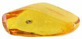 Fossil Beetle (Coleoptera) In Baltic Amber #50599-2